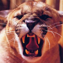 ���� ��������, ����-�����, 46 ��� - ��������� 15 ������ 2011