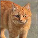 ���� �����, ��������, 47 ��� - ��������� 10 ��� 2013