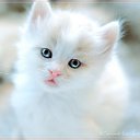 ���� Kisa, ��������������, 42 ���� - ��������� 22 ������ 2011 � ������ �������