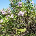 ���� Elena, �����������, 62 ���� - ��������� 15 �������� 2011