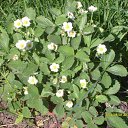 ���� �������, ���������, 61 ��� - ��������� 18 ���� 2009 � ������ ���� ������