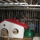 ���� (=����������=), ������, 31 ��� - ��������� 9 ������ 2012 � ������ �������(����) ��� ���� R.I.P.�