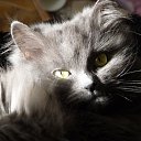  Fab, , 66  -  3  2011   +++