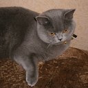 ���� ����, �����-���������, 40 ��� - ��������� 11 ���� 2013 � ������ ����� ��� ������������