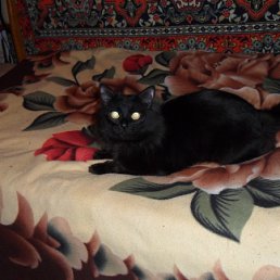 ���� �����, ������ ��������, 46 ��� - ��������� 25 ���� 2012