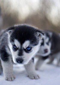 ���� ����������, ������, 37 ��� - ��������� 17 ������ 2011