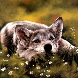 ���� ���������, �������, 50 ��� - ��������� 11 ������� 2010