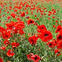 ���� ����~������~, ��� ����, 41 ��� - ��������� 5 �������� 2010 � ������ �Red Poppy Fields�