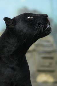 ���� Azitta, ������, 44 ���� - ��������� 7 ������� 2012