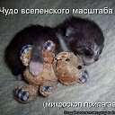 ���� ������ ��������, ������ - ��������� 9 ����� 2013 � ������ ���������