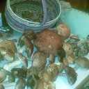 ���� ����, �����-���������, 55 ��� - ��������� 15 �������� 2010 � ������ ���� ����� 2010�