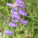 ���� �������, ���������, 61 ��� - ��������� 12 ������� 2009 � ������ ���� ������