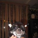 ���� �����, ������, 59 ��� - ��������� 19 ��� 2011 � ������ �PetLove�