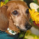 ���� �����, ������, 60 ��� - ��������� 15 ������� 2010 � ������ ��������