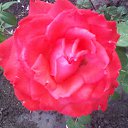 ���� �������, ����, 51 ��� - ��������� 19 ������� 2012 � ������ ��������