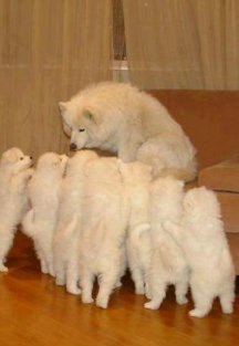 ���� Rustam, ��������, 43 ���� - ��������� 19 ������ 2013