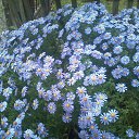 ���� ��������, ������� - ��������� 10 ������� 2011 � ������ ���� ����������