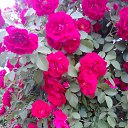 ���� �����, ��������� - ��������� 20 ���� 2013 � ������ ���� ����������