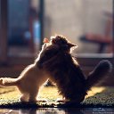 ���� �������, ��������, 40 ��� - ��������� 12 ������ 2013 � ������ ���� ����������
