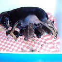 ���� ������, ������, 68 ��� - ��������� 9 ������� 2012 � ������ ���� ��������