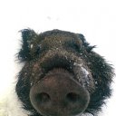 ���� ������, ������, 57 ��� - ��������� 3 ���� 2012 � ������ ���� ����������