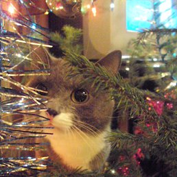 ���� ���������, ����������, 26 ��� - ��������� 10 ������ 2010