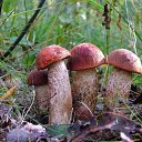  , , 52  -  29  2012   л