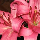 ���� ���, �����-���������, 44 ���� - ��������� 25 ������� 2009