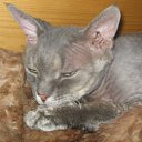 ���� ����, ������, 40 ��� - ��������� 22 ������ 2010 � ������ ���� ����))�