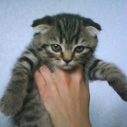 ���, �����������, 60 ���