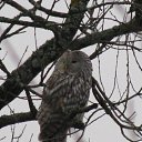  , , 45  -  22  2009   .