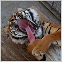 ���� Limon, ���������, 39 ��� - ��������� 17 ������� 2009 � ������ ���� �������� ��������...�