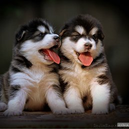 ���� �������, ���, 45 ��� - ��������� 19 ������ 2012