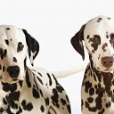 ���� �������, ���������� ����� - ��������� 3 ������ 2010 � ������ ���������