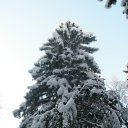  Serzh Van Der Maaremaan,  -  1  2009    