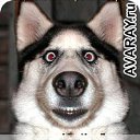 ���� �������, ������, 62 ���� - ��������� 30 ��� 2011 � ������ �������