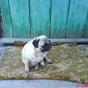 ���� ���, �����, 65 ��� - ��������� 2 ������ 2011 � ������ ���� ����������