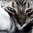 ���� Angel, ���, 38 ��� - ��������� 28 ������� 2009 � ������ �������