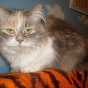 ���� Lanite, �������� ���, 56 ��� - ��������� 10 ������� 2009 � ������ �������