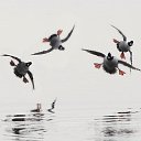 ���� Lion, ������, 49 ��� - ��������� 20 ����� 2012