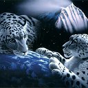 ���� �������, �������� - ��������� 1 ������� 2009