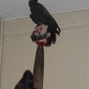 ���� �������, �����-���������, 47 ��� - ��������� 14 ���� 2012 � ������ ���� ����������