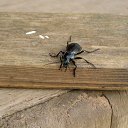 ���� �������, ������, 60 ��� - ��������� 2 ������� 2011 � ������ �������