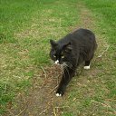 ���� K��k�, ������ ��������, 35 ��� - ��������� 3 ������� 2010 � ������ �my Cat�