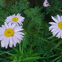  Irixa, , 57  -  30  2009   