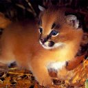 ���� ��������, ���������, 59 ��� - ��������� 17 ����� 2012