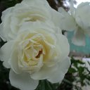 ���� ���������, �����������, 43 ���� - ��������� 19 ������ 2011 � ������ �_.-;(*,!,*);-,_�