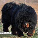 ���� Amgaa Kharsor, ����-�����, 52 ���� - ��������� 13 ������� 2013