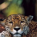 ���� ��������, ���������, 51 ��� - ��������� 31 ������� 2011 � ������ ���� ����������