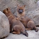 ���� "@����", �����-���������, 25 ��� - ��������� 26 ��� 2010 � ������ �����Ȼ